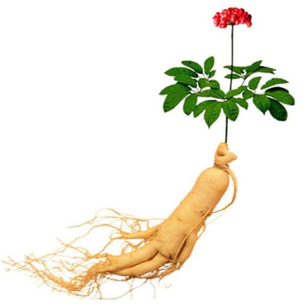 Root nhân sâm trong Xtrazex (1)