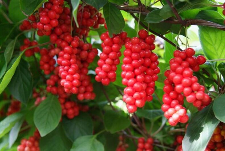 Schisandra để tăng hiệu lực