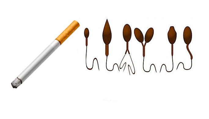 Cấu trúc bất thường của tinh trùng do nghiện thuốc lá