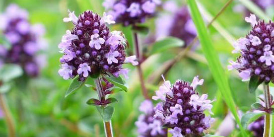 Thyme tăng cường sức mạnh tình dục của một người đàn ông