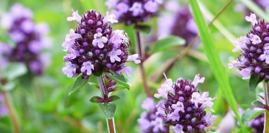 Thyme tăng cường sức mạnh tình dục của một người đàn ông
